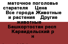 маточное поголовье старателя  › Цена ­ 2 300 - Все города Животные и растения » Другие животные   . Башкортостан респ.,Караидельский р-н